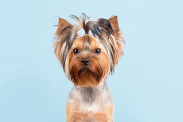 Portrait of a dog on a blue background. Yorkshire Terrier.