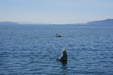 Obraz premium landscape at Lake Constance