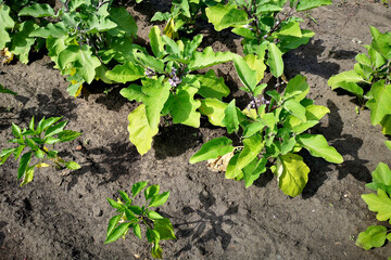 Eggplant and sweet pepper seedlings in the country, in the garden. Fertilizing and processing plants for an excellent vegetable harvest