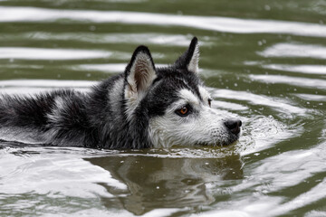 a dog of the Siberian husky breed with brown eyes swims in a pond or swamp in the wild in green water. The concept of a lost dog or a siberian husky dog or dog in the wild.