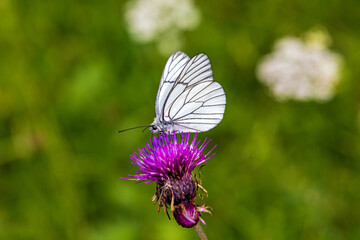 Schmetterling - Weißling - Baum-Weißling - Allgäu - Distel