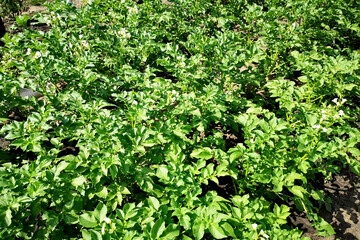 Obraz premium Young potato sprouts, tops in the beds. Growth in potato prices due to a shortage of root crops. Gardening and Bountiful Harvest Predictions