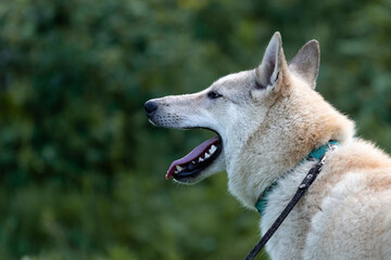 Fototapeta premium Portrait of a dog of the West Siberian Laika breed on the hunt on a blurred background of nature and forest close-up male on the right and copy space