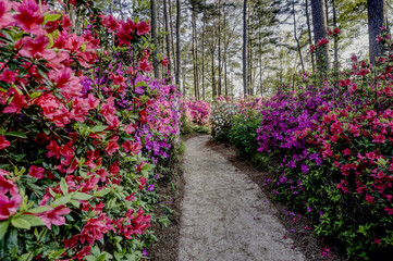 Path through an azalea garden in bloom