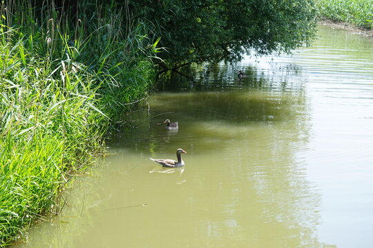 Ducks in the tributary of the river Aach which flows into Lake Constance