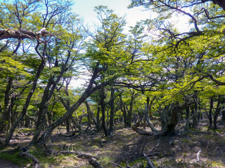 Forest, El Calafate