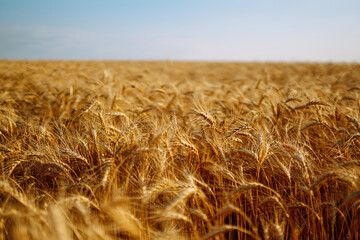 Gold wheat field. Growth nature harvest. Agriculture, gardening or ecology concept.