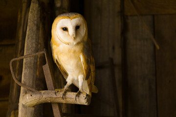 A Barn owl perched on old vintage tools