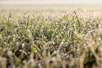 winter wheat covered with ice