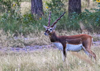 Black Buck Male in the grass land