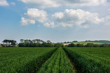 Fototapeta na wymiar Sussex Farmland in Springtime