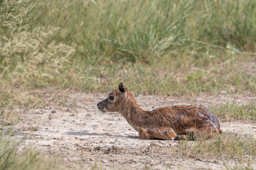 Black Buck Juvenile Ten minutes Old