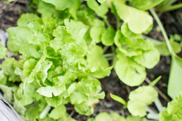 Planting Green Cabbage with soil
