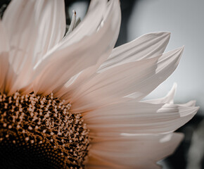 Detailbild von einer Sonnenblume in Roseweiss