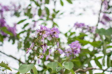 purple Inthanin flower in garden