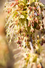 a maple tree blooming