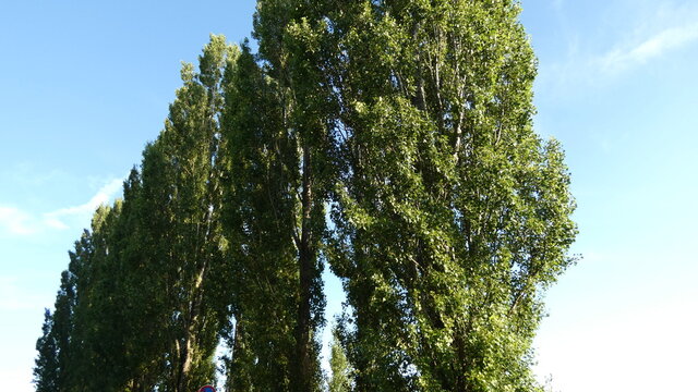 Poplar alley against the blue sky.