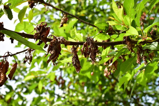 cherry tree with a disease on the leaves