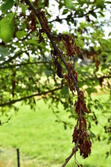 cherry tree with a disease on the leaves