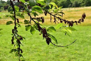 cherry tree with a disease on the leaves