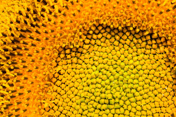 the middle of the inflorescence of yellow sunflowers