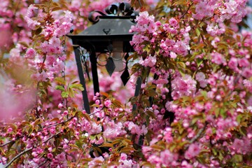 Sakura flowers and lantern