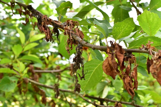 cherry tree with a disease on the leaves