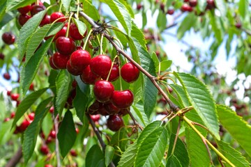Ripe red cherries densely cover the branches of the fruit tree in the garden