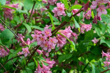 pink flowers of Weigela