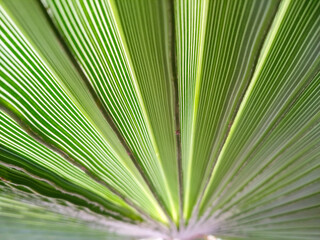 Selective focus texture of green palm leaf. Palm tree leaf surface. Natural background with copy...
