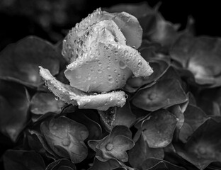 Diverse shapes and textures of Nature!