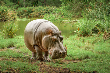 hippopotamus in the wild