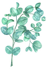 Obraz premium Hand painted watercolor illustration of eucalyptus branches, leaves. Illustration for design, print, fabric or background, design of invitation, wedding or greeting cards.