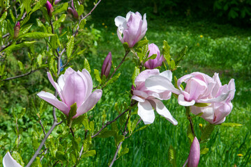 Magnolia