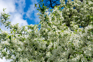 blossoming apple tree