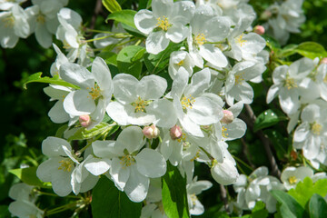 white flowers of a tree