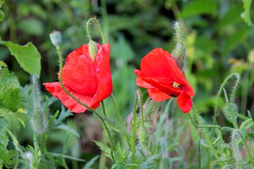 red poppy in the grass