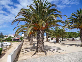 Fototapeta na wymiar Palmtrees in Portugal