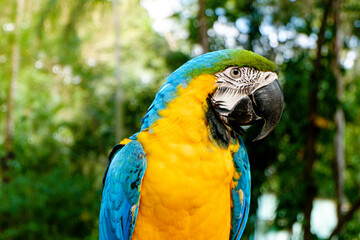 Beautiful domestic macaw looking at the camera. Green forest background.