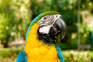 Beautiful domestic macaw looking at the camera. Green forest background.
