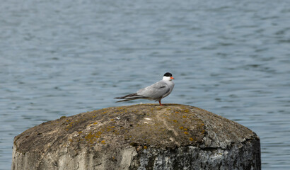 The silhouette of a seagull sitting on a concrete mass by the pond. poster for the interior, for the website