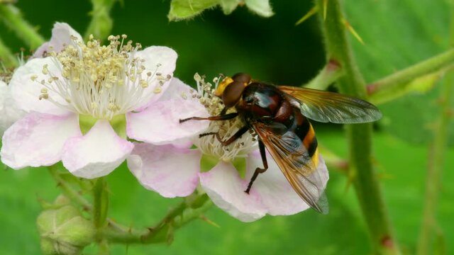 Hornet Hoverfly, Volucella zonaria on the flowers of blackberry