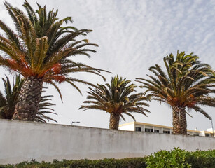 Fototapeta na wymiar Palmtrees in Sagres, Portugal