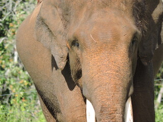 Fototapeta premium elephas maximus sumatrensis