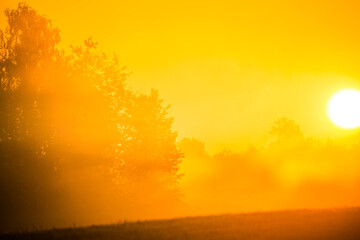 Sunlight shining through mist and trees during a summer sunrise. Summertime scenery of Northern Europe.