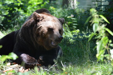 Bär in Wald