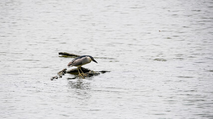 Black crowned night heron standing on rock in water