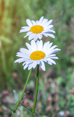 Two daisies on a green field. Close-up