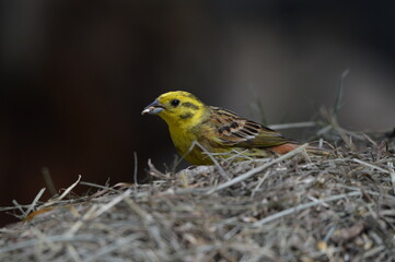 Goldammer Vogel