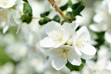 Fototapeta na wymiar White flowers of the Chubushnik lat. Philadélphus is a genus of shrubs in the Hydrangea family Hydrangeaceae.